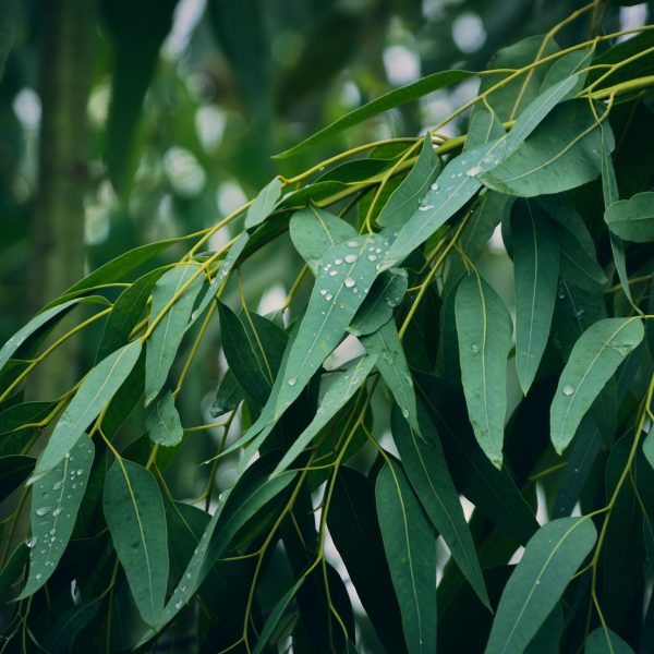 CZECH & SPEAKE - AMBER 7