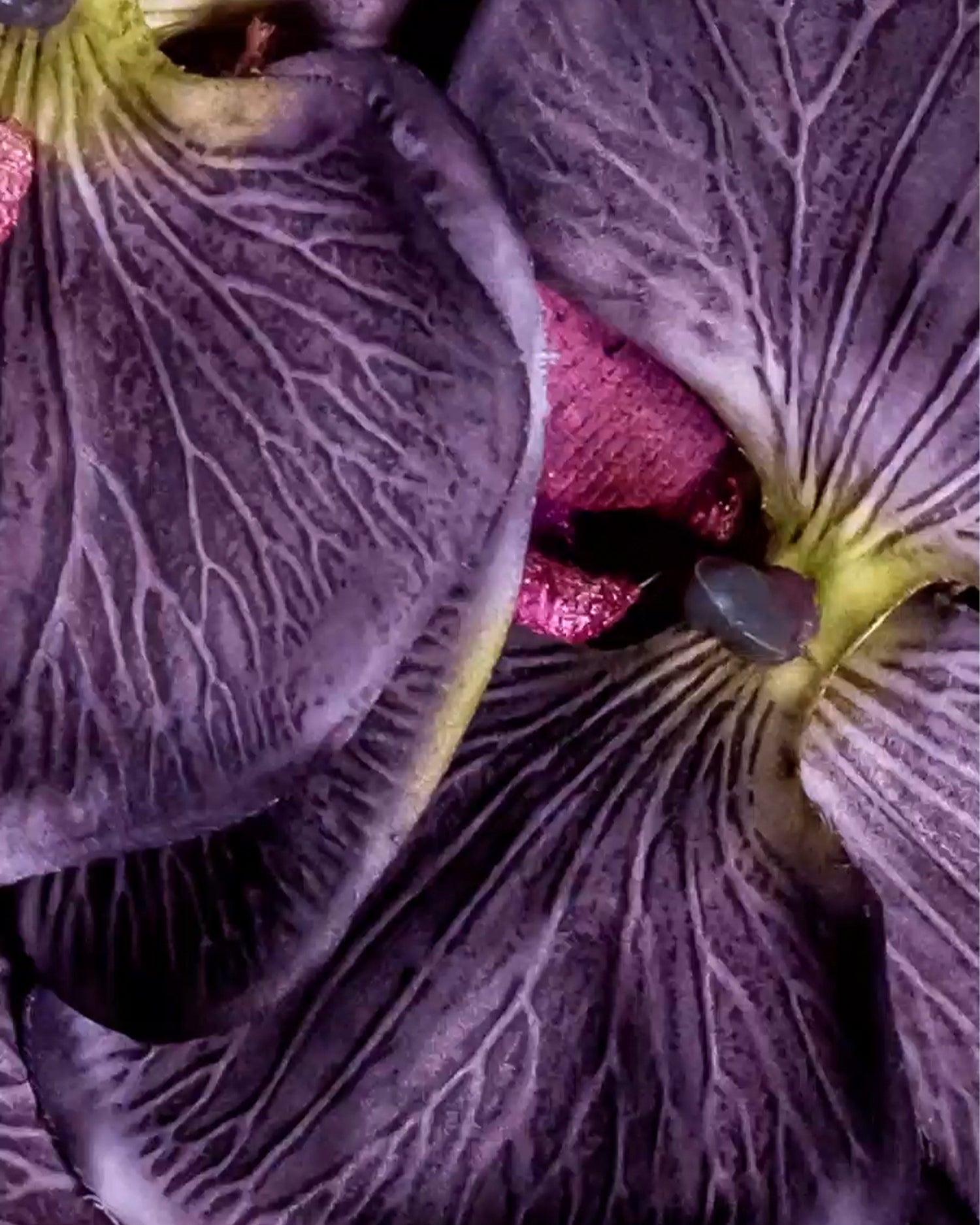 MAISON CRIVELLI - EXTRAIT DE PARFUM - HIBISCUS MAHAJAD