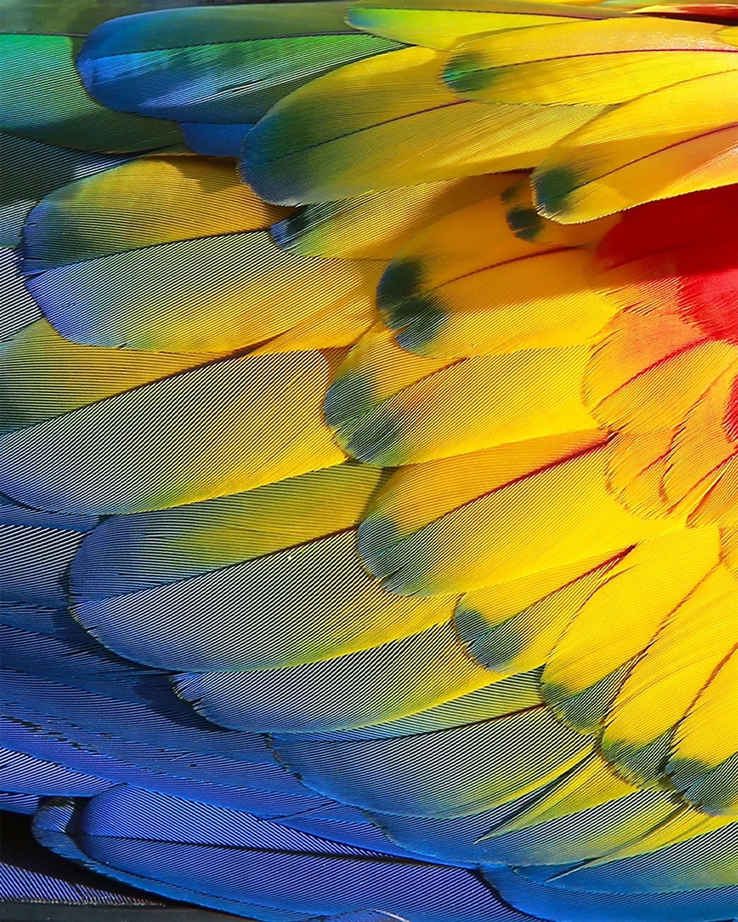 MAISON CRIVELLI - EXTRAIT DE PARFUM - AMBRE CHROMATIQUE