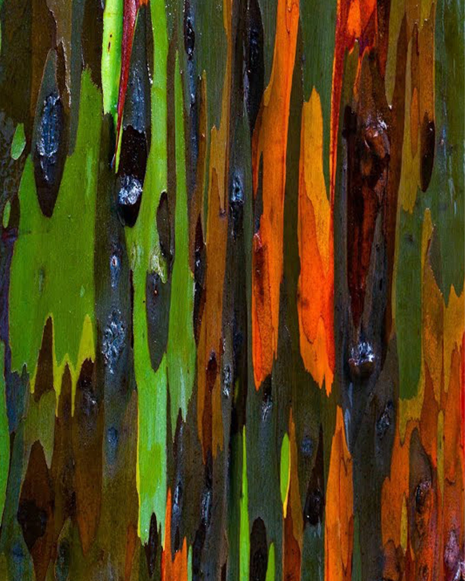 MAISON CRIVELLI - EXTRAIT DE PARFUM - AMBRE CHROMATIQUE