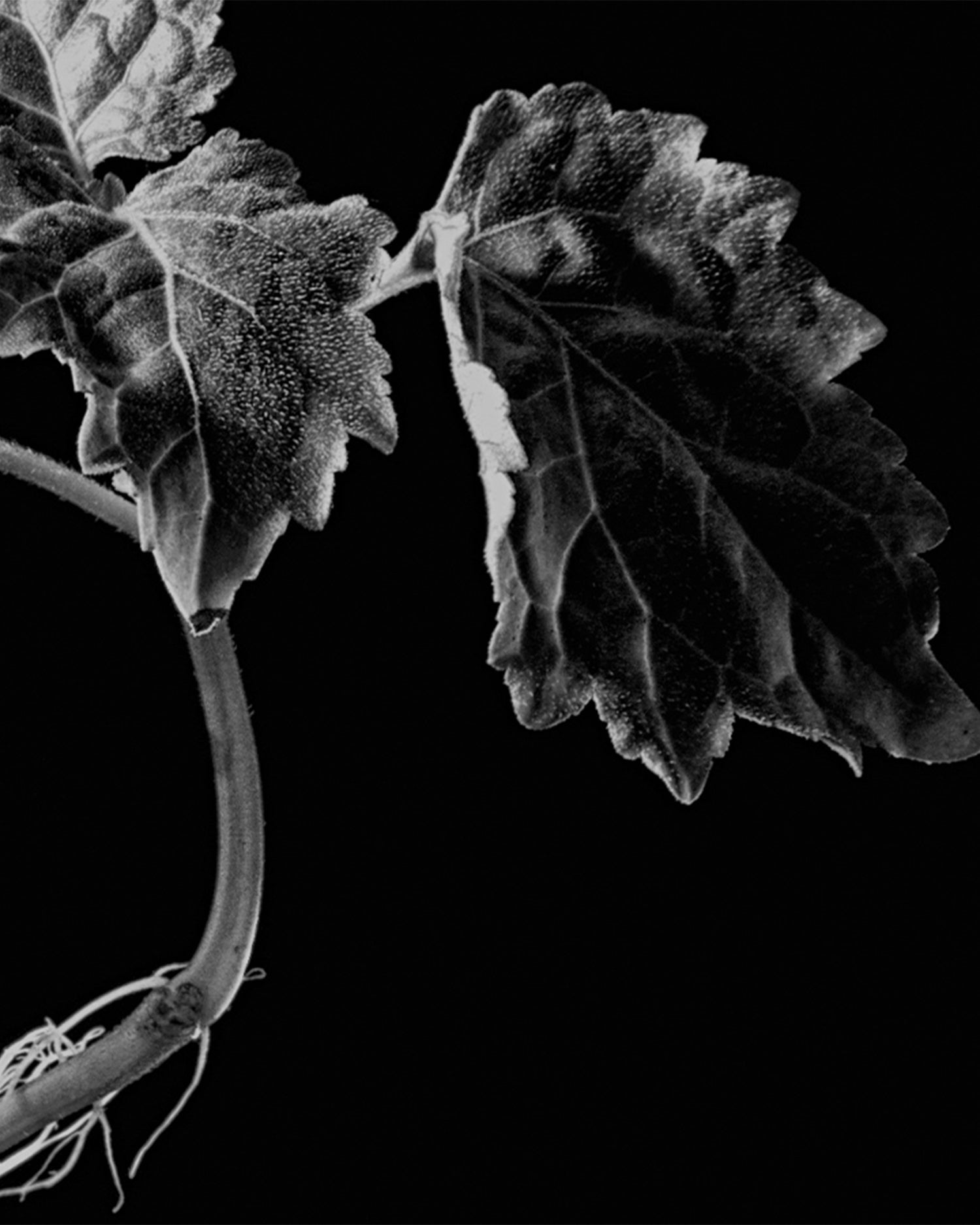 MAISON CRIVELLI - EXTRAIT DE PARFUM - PATCHOULI MAGNETIK