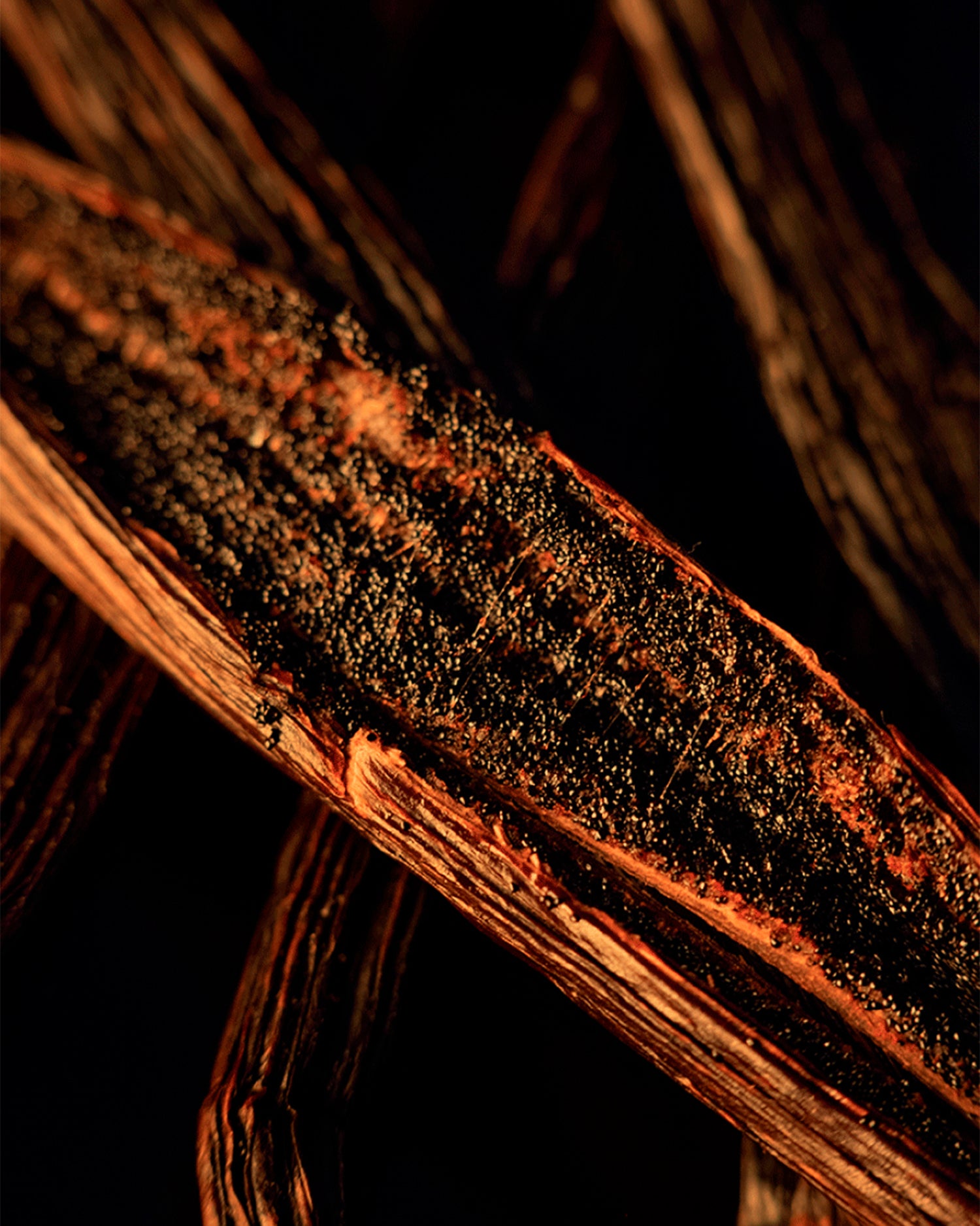 MAISON CRIVELLI - EXTRAIT DE PARFUM - OUD MARACUJA