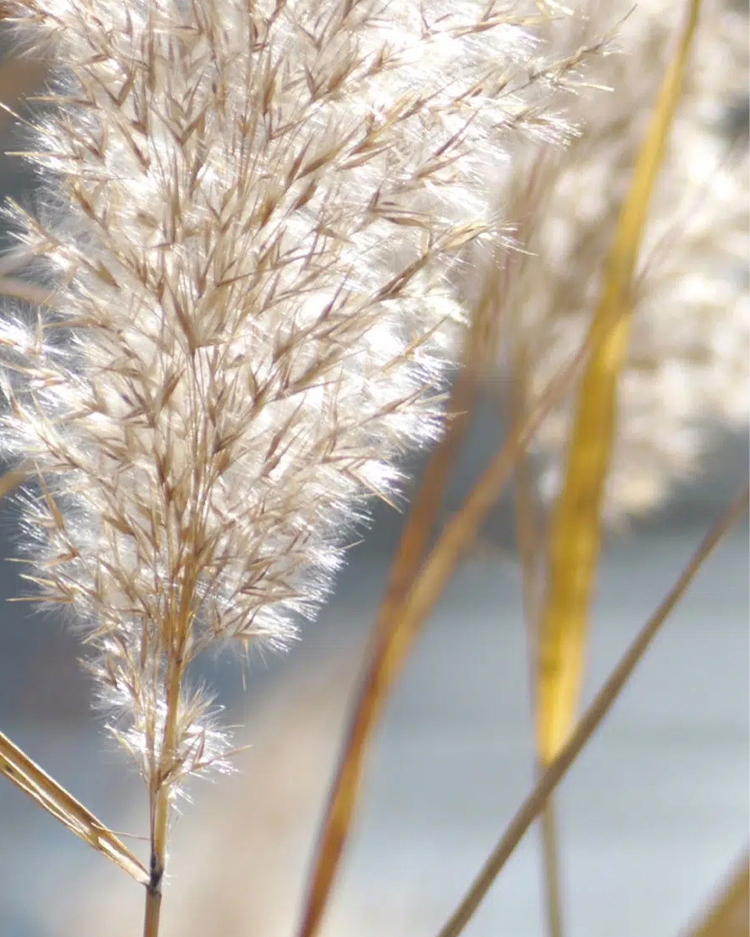 MAISON CRIVELLI - EAU DE PARFUM - Papyrus Moleculaire