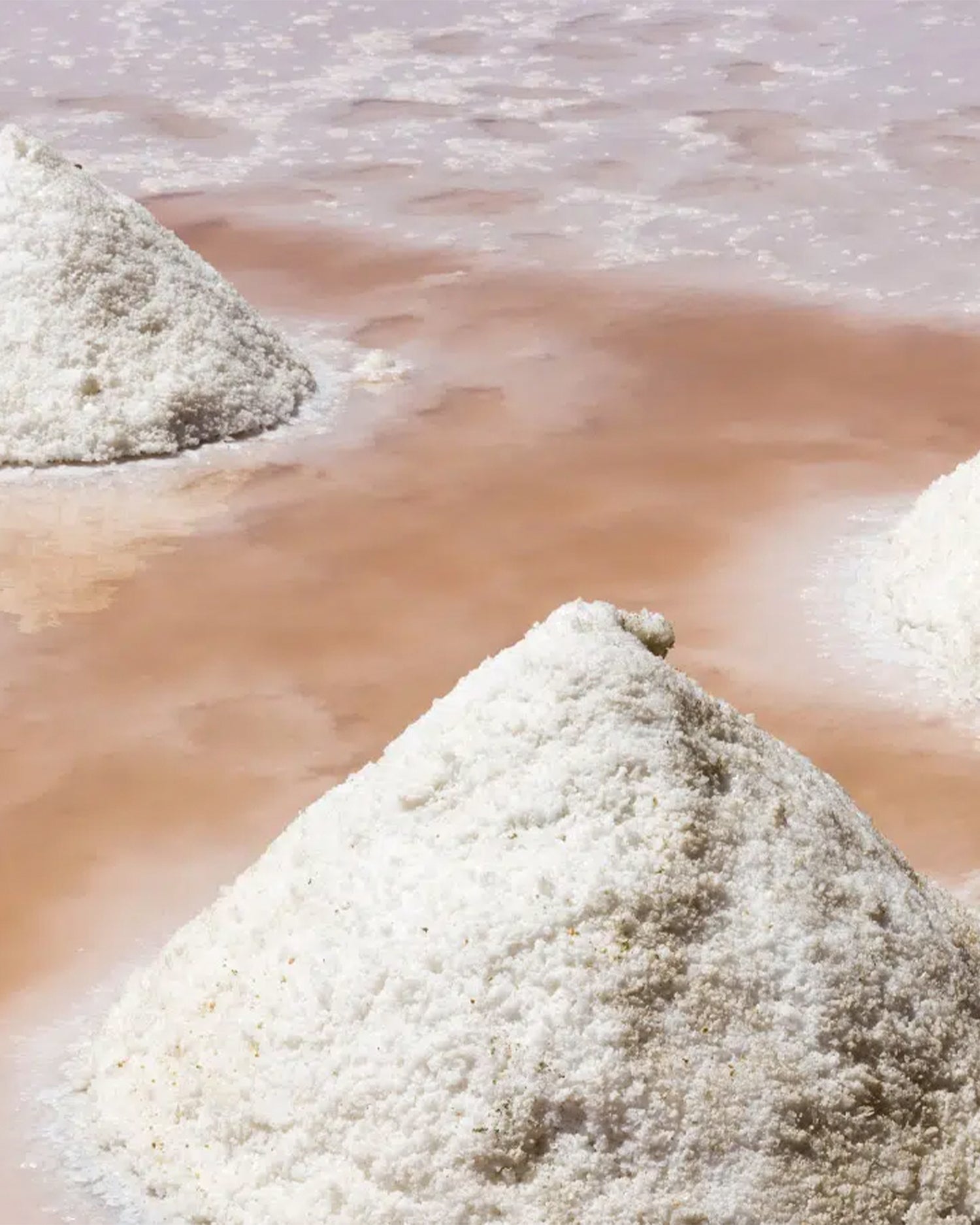 MAISON CRIVELLI - EAU DE PARFUM - Rose Saltifolia