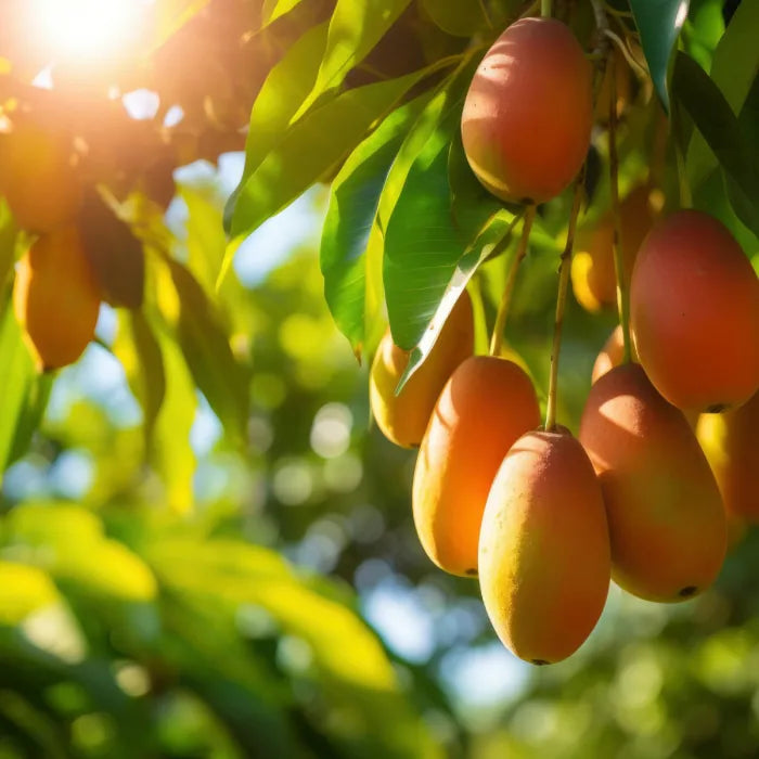 NECTAR OLFACTIF - CERANA