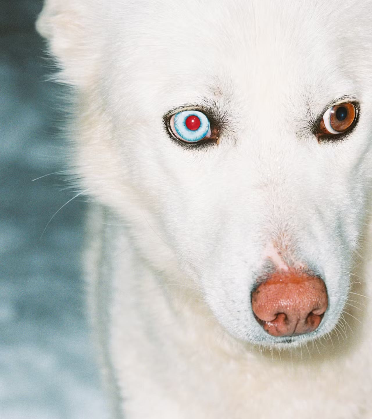 Selahatin - Snowfall - Whitening Toothpaste