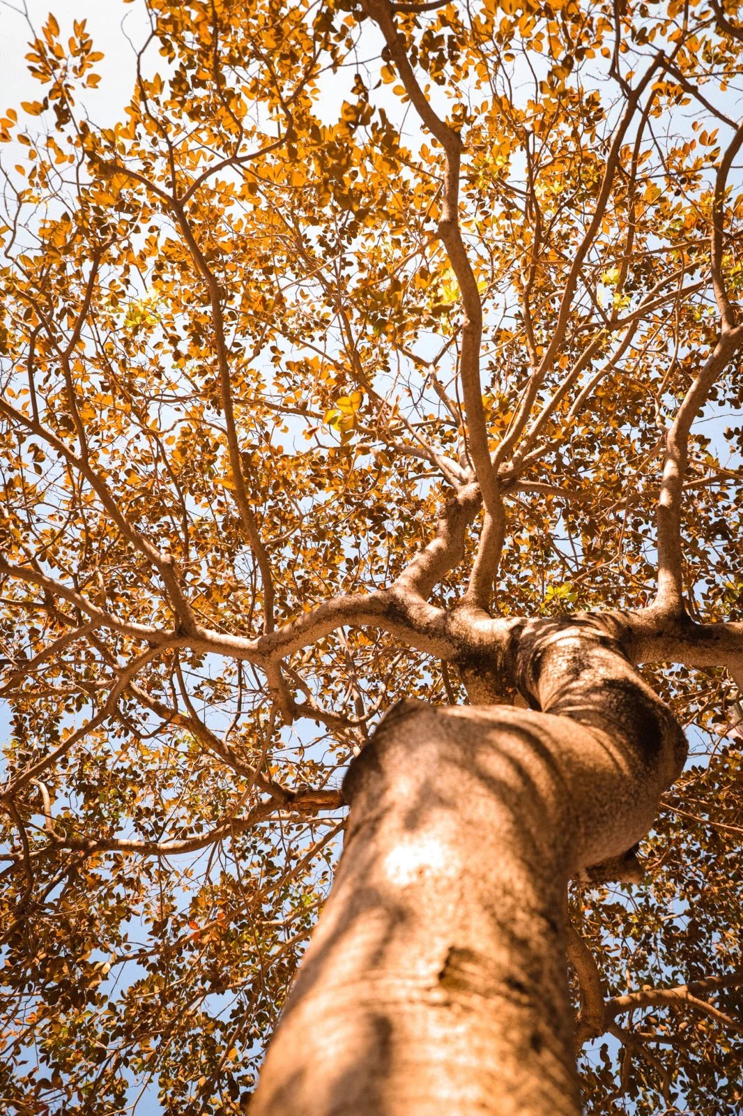 CitiScent - Autumn - Rustling Leaves