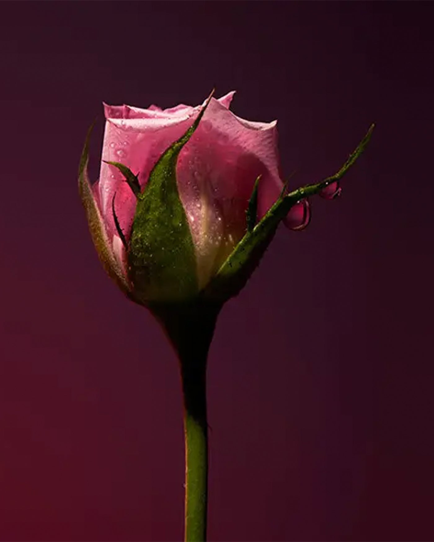 Olfactive Studio - Rose Shot