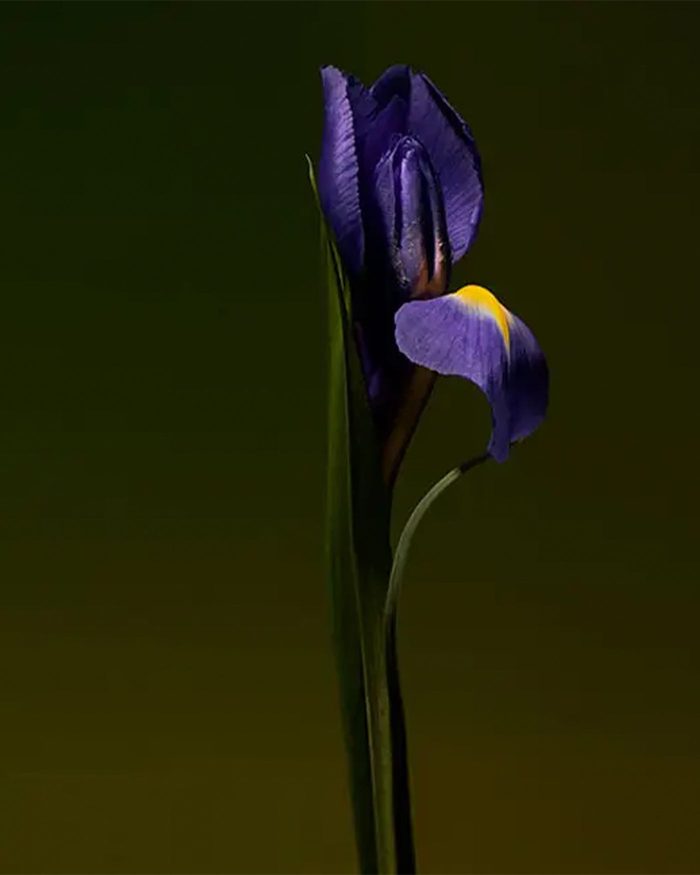 Olfactive Studio - Iris Shot