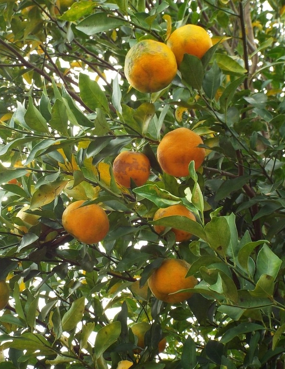 Orangenbaum – Duftnote von Sport