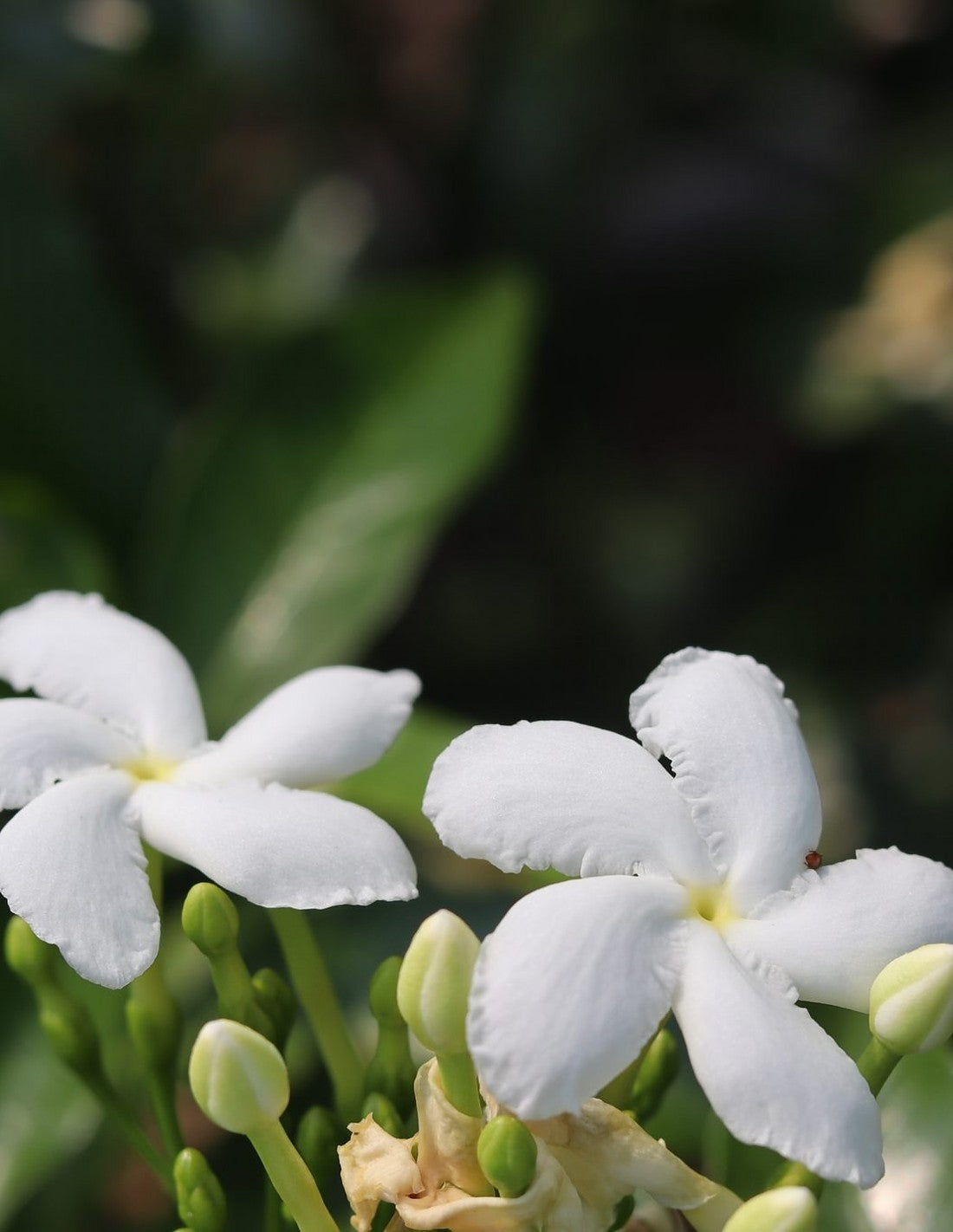 Weiße Jasminblüten – Duftnote von Amaryllis