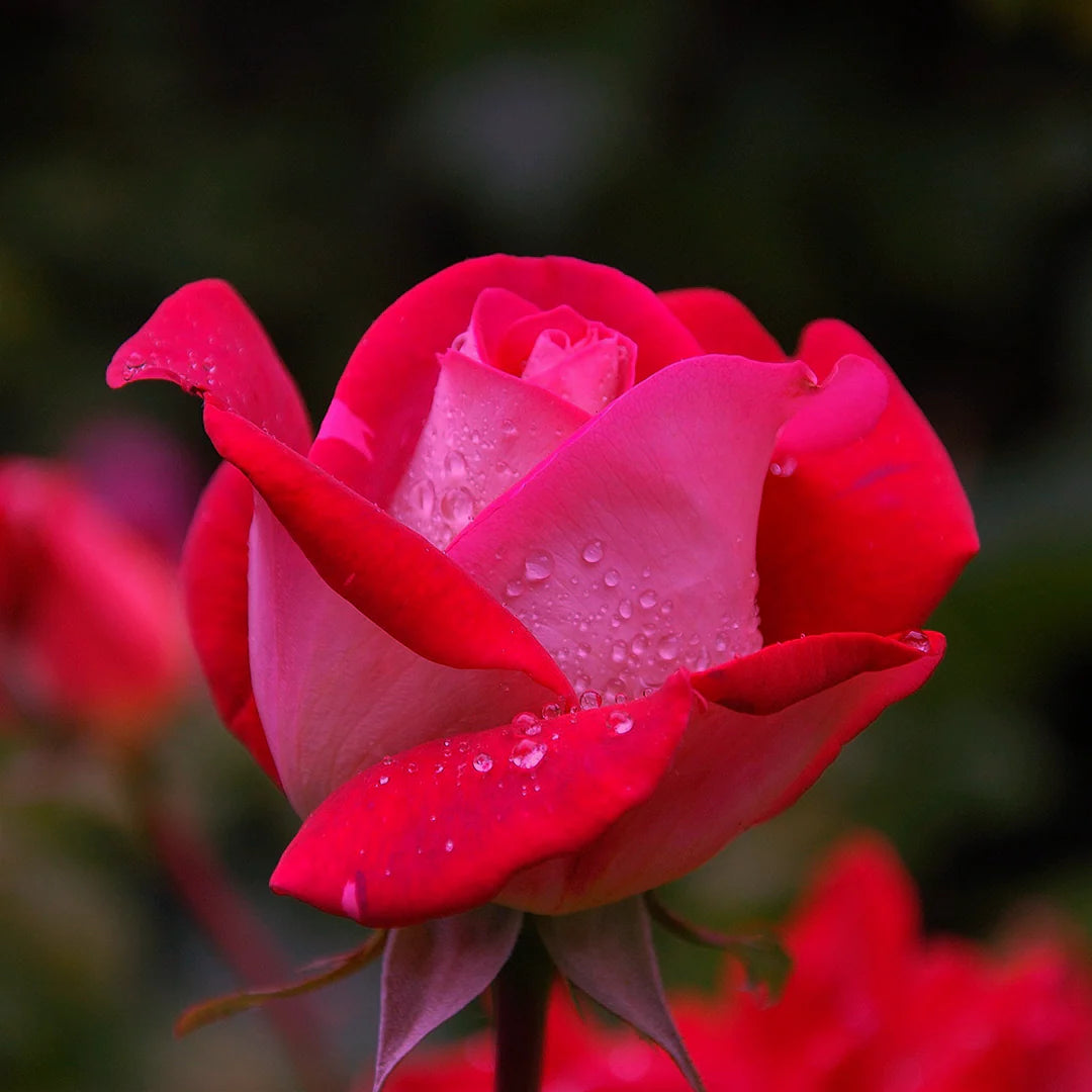 THE PINK ARTIST - JUICY ROSE
